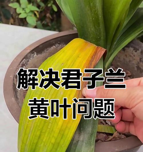 君子兰烂根的原因是什么？如何预防和处理？