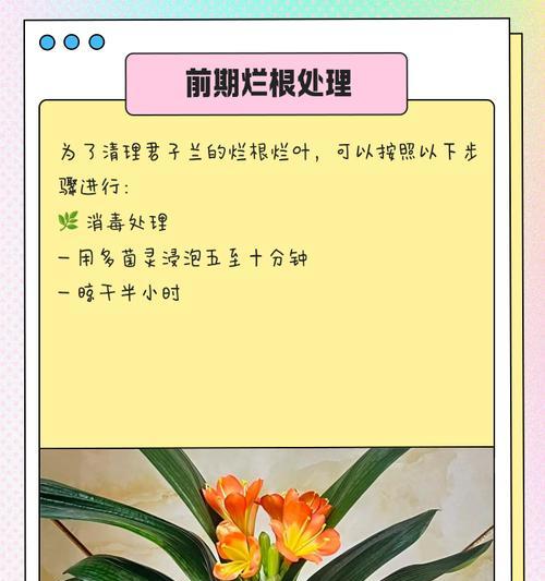 君子兰烂根的原因是什么？如何预防和处理？