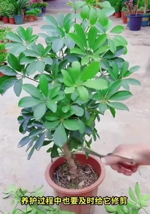 鹅掌木扦插繁殖的方法和技巧是什么？