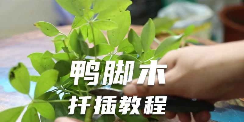 鹅掌木扦插繁殖的方法和技巧是什么？