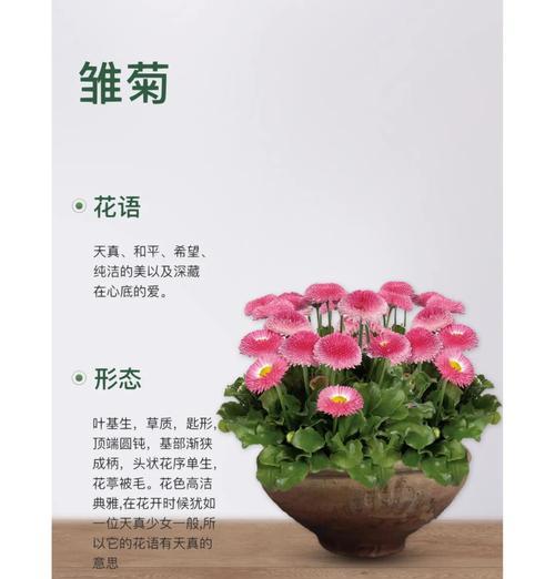 雏菊插花的正确养护方法是什么？