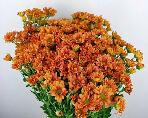 雏菊插花的正确养护方法是什么？
