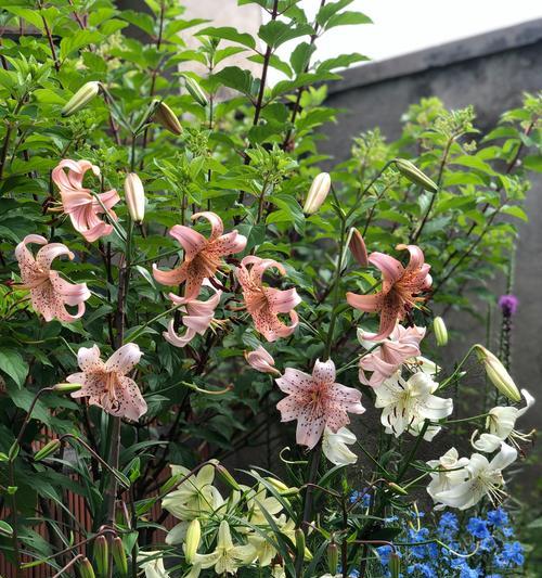 百合花越冬的注意事项有哪些？