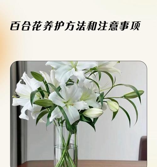 百合花越冬的注意事项有哪些？