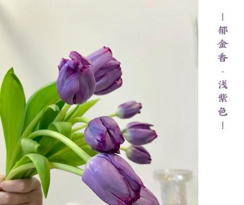 郁金香枯萎了怎么办？如何预防和处理？