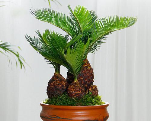 小叶铁树有哪些品种？小叶铁树品种的选择和养护方法是什么？