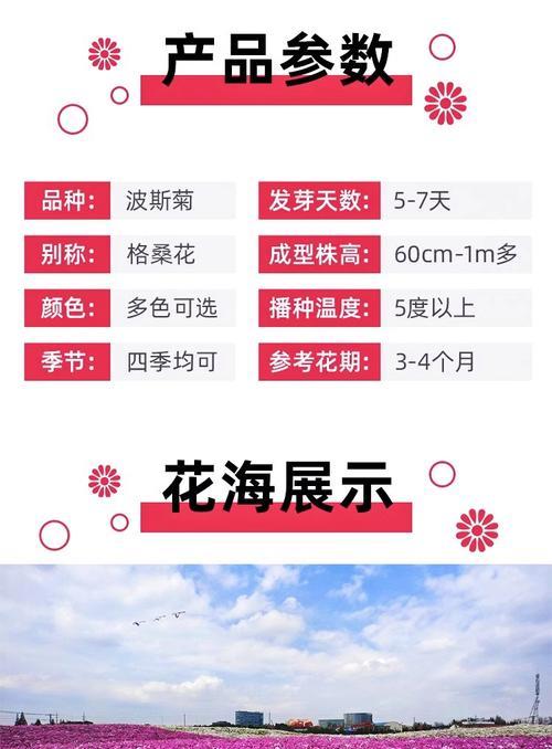 波斯菊种子种植的步骤是什么？