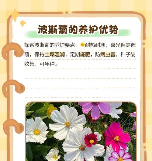 波斯菊种子种植的步骤是什么？