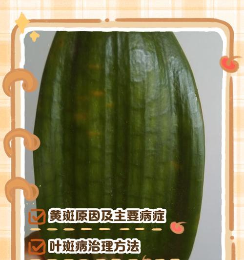 君子兰叶子发黄的原因是什么？如何解决？