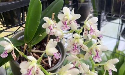 蝴蝶兰不开花怎么办？如何正确养护以促进开花？