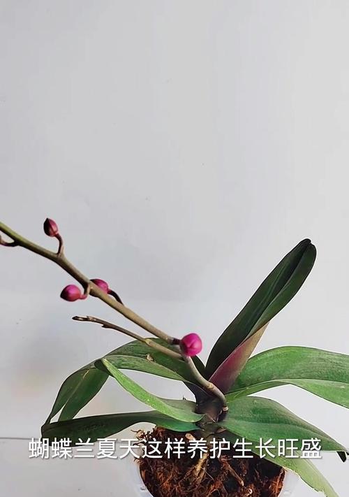 蝴蝶兰不开花怎么办？如何正确养护以促进开花？