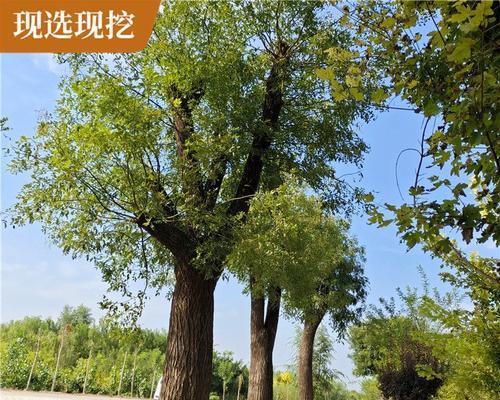 国槐树的特征和用途是什么？