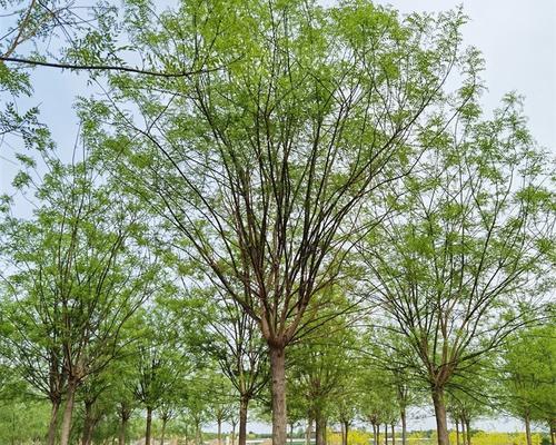 国槐树的特征和用途是什么？