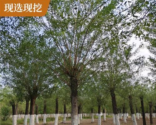 国槐树的特征和用途是什么？