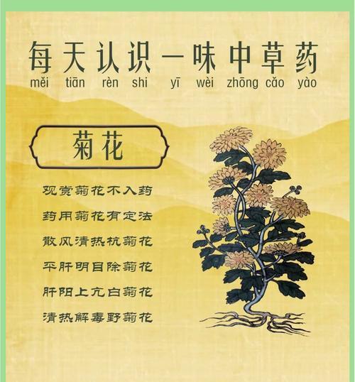 菊花的品种有哪些？不同品种的菊花有何特点？