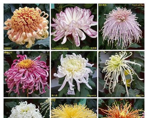 菊花的品种有哪些？不同品种的菊花有何特点？