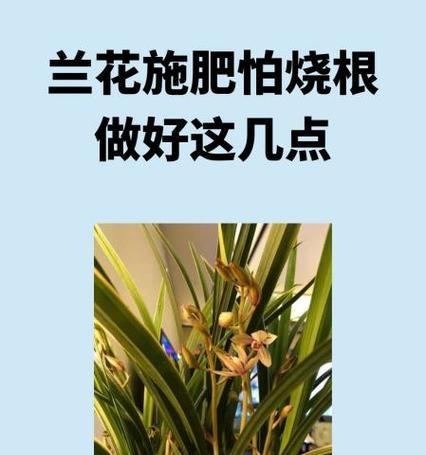 兰花上什么肥？兰花施肥的黄金法则是什么？