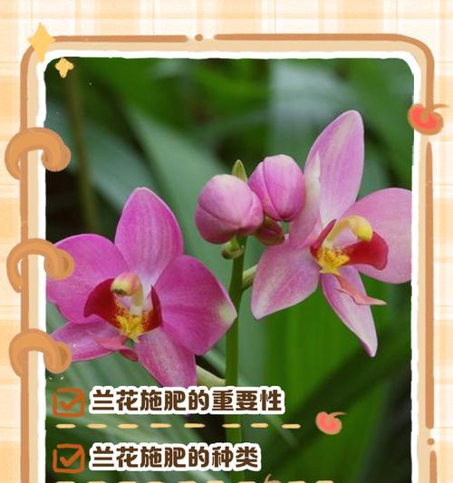 兰花上什么肥？兰花施肥的黄金法则是什么？