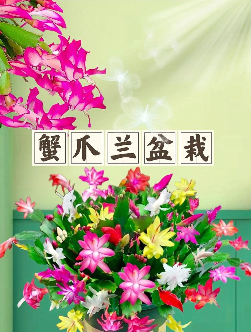 蟹爪兰的种子是什么样的？蟹爪兰种子有哪些特点？