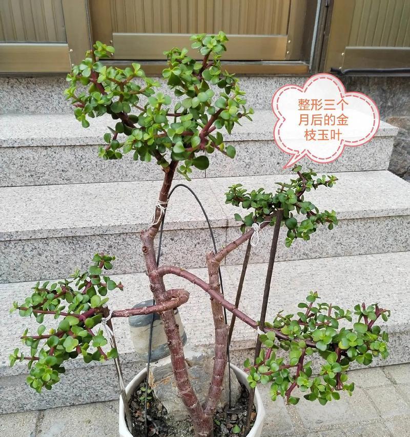 金雀修剪整形的最佳时机和方法是什么？