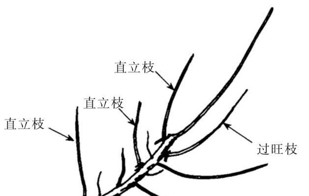 金雀修剪整形的最佳时机和方法是什么？