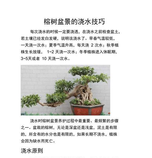 自制盆栽的步骤和技巧有哪些？