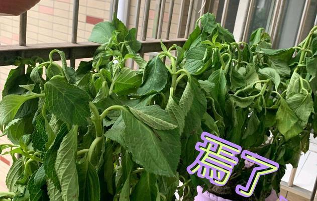 花卉萎蔫后如何进行抢救？