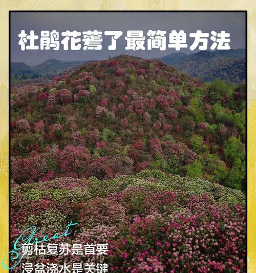 花卉萎蔫后如何进行抢救？