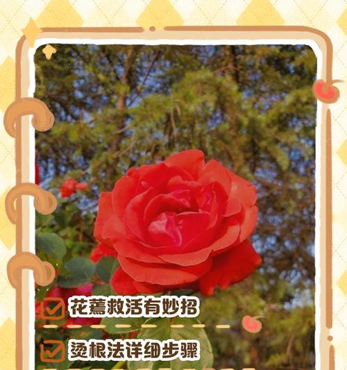 花卉萎蔫后如何进行抢救？