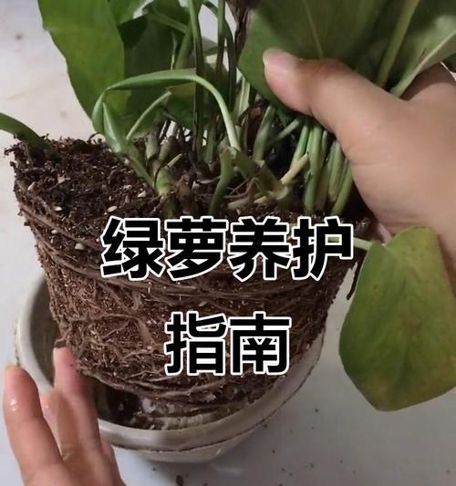 绿萝叶子过多如何处理？修剪技巧是什么？