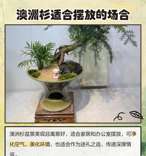 奥洲杉盆景的养护技巧有哪些？