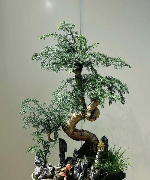 奥洲杉盆景的养护技巧有哪些？