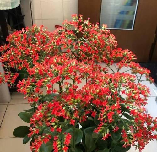 长寿花的日常护理需要注意什么？