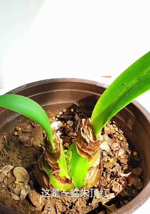 朱顶红的最佳种植时间是什么时候？