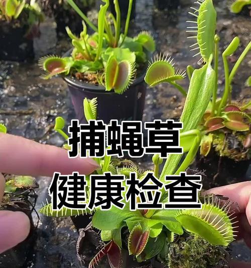 捕蝇草有哪些好养品种？如何正确养护？