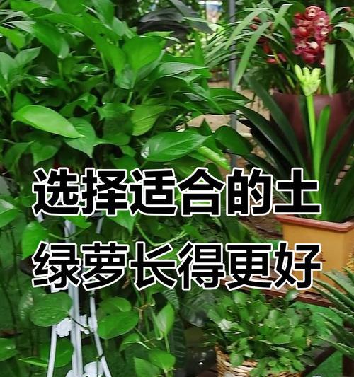 绿萝的正确养殖方法是什么？如何保持其旺盛生长？