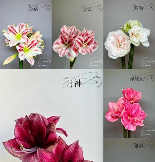 朱德兰花有哪些品种？朱德兰花品种选择有哪些建议？