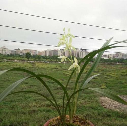 朱德兰花有哪些品种？朱德兰花品种选择有哪些建议？
