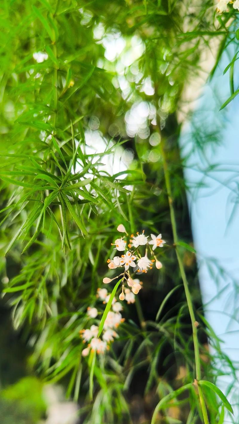 天门冬的养殖方法和常见问题解答？