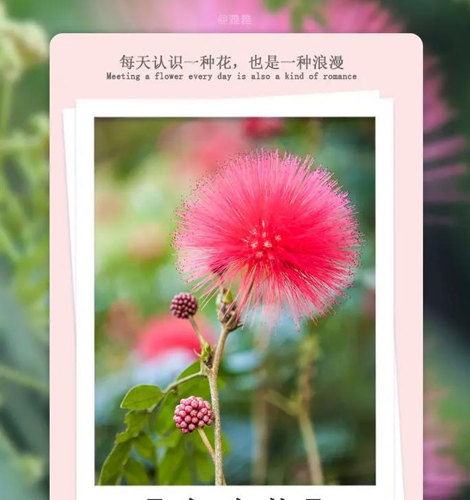 凌波仙子的养护技巧和注意事项是什么？