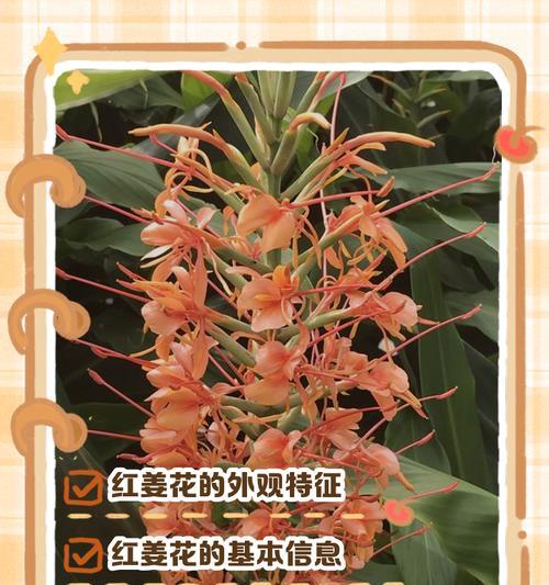 姜花的开花时间是什么时候？