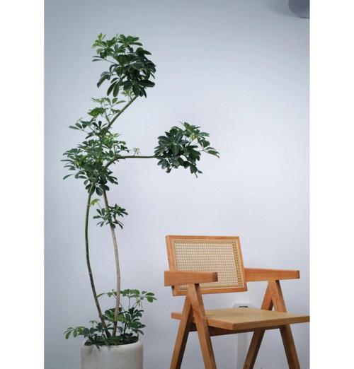 鹅掌柴掉叶子如何处理？常见原因及解决办法？