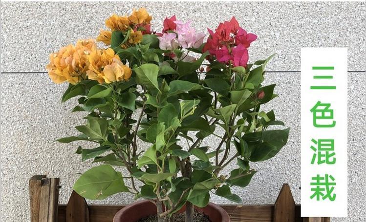 盆栽草本植物的种植方法和注意事项？
