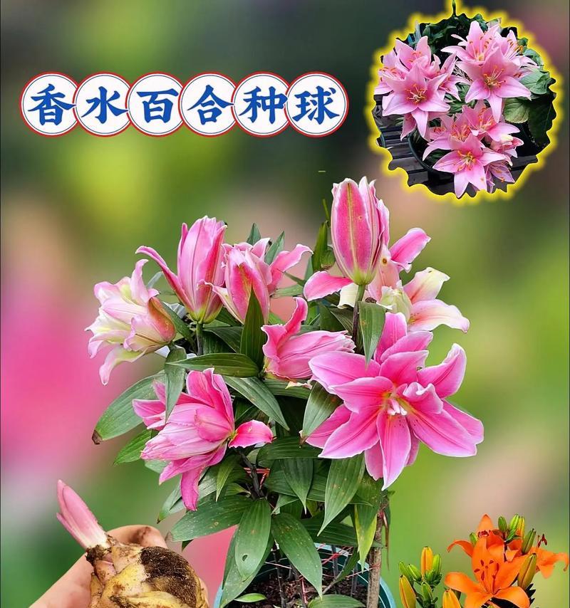 百合过冬的注意事项有哪些？