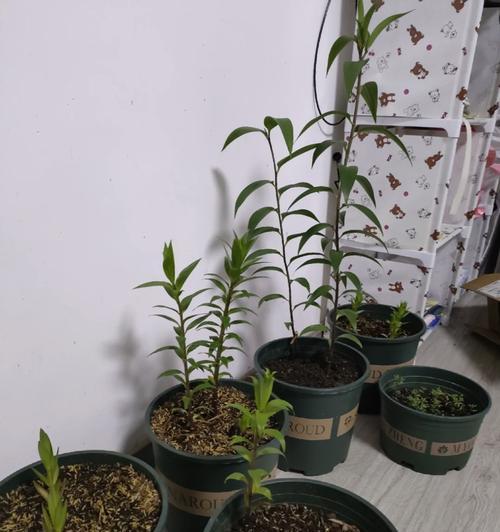 百合过冬的注意事项有哪些？