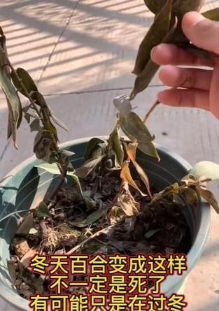 百合过冬的注意事项有哪些？