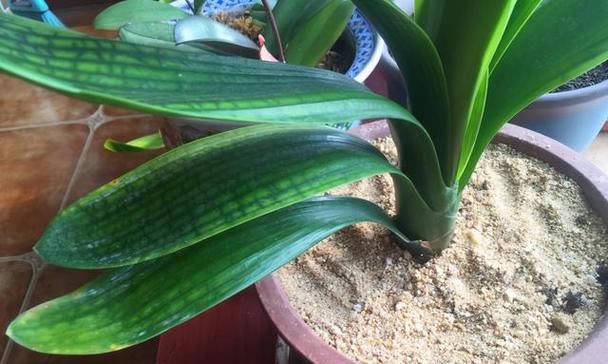 沙子种植盆栽指南：哪些植物适合用沙子？