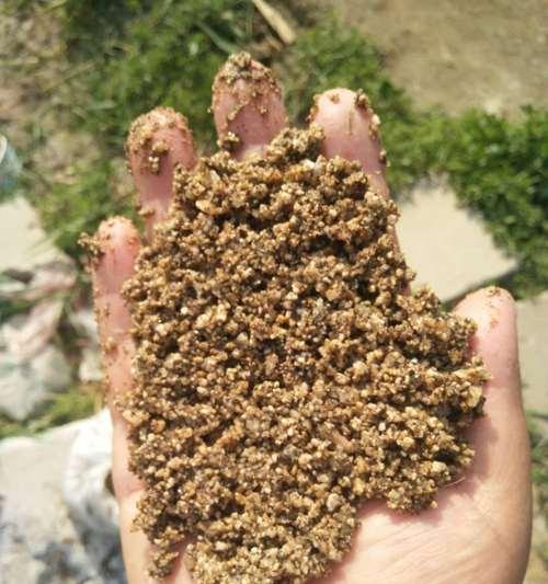 沙子种植盆栽指南：哪些植物适合用沙子？