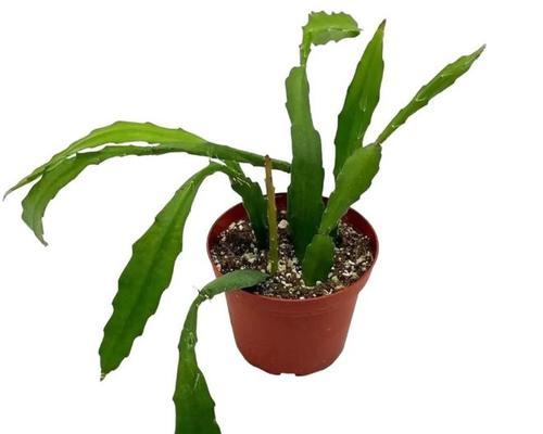令箭荷花不开花的原因及解决方法是什么？