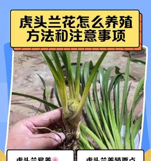 兰花的正确管理方法是什么？如何保持兰花健康？